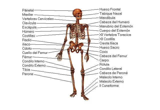 Sistema Oseo