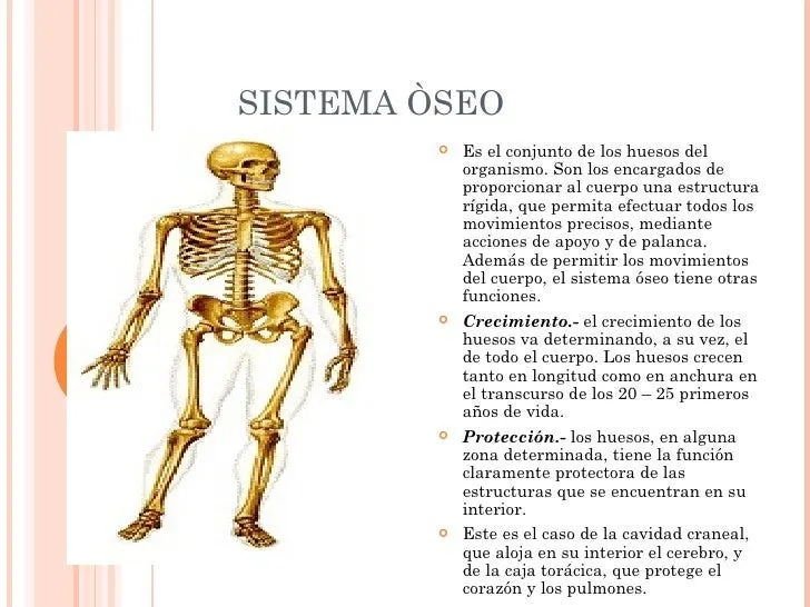 EL SISTEMA OSEO POR ERIKA MOSQUERA