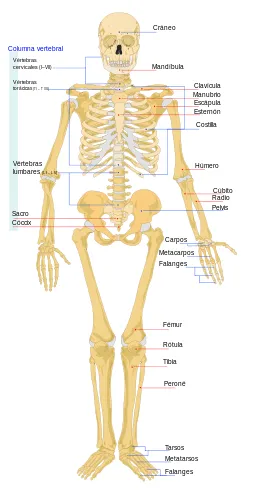 Sistema Oseo, esqueleto humano y sus partes: tu tarea lista Sistema Oseo, esqueleto humano y sus partes: tu tarea lista