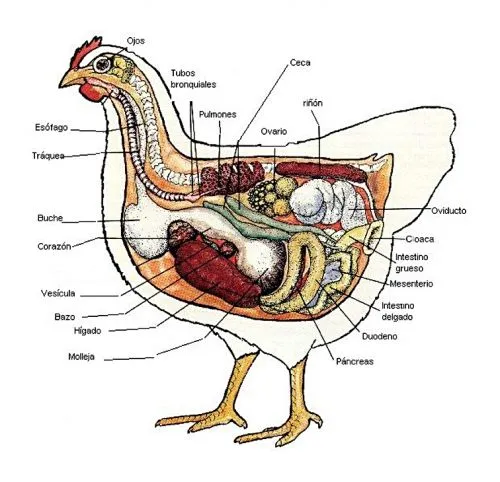 Aparato excretor de la gallina - Imagui