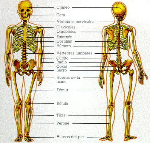 Sistema óseo humano sin nombres - Imagui