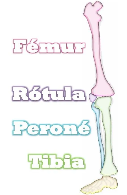 EL SISTEMA ÓSEO: Imágenes del sistema óseo