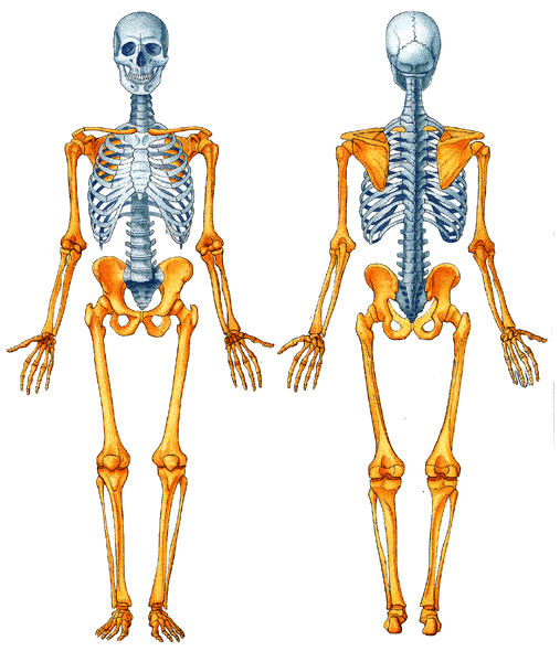 Esqueleto axial humano para colorear - Imagui Esqueleto axial humano para colorear - Imagui