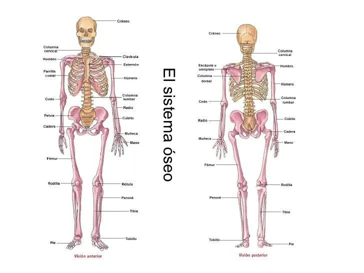 Sistema oseo en ingles - Imagui