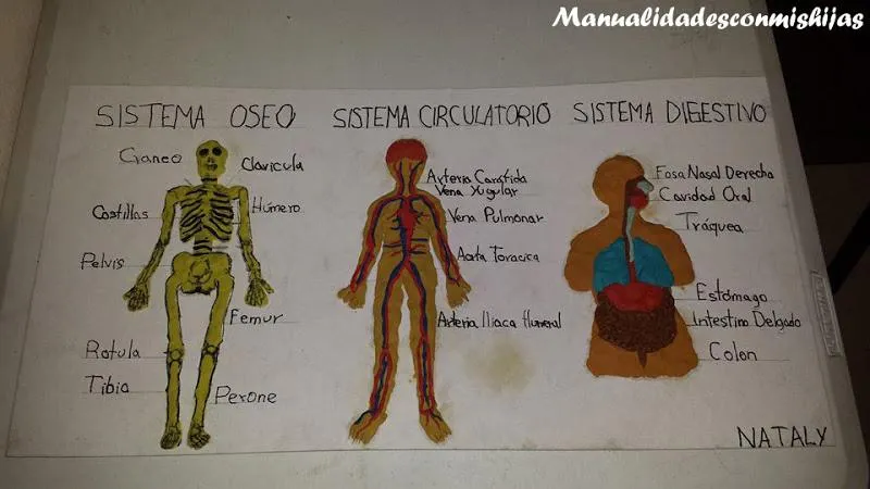 Como hacer un sistema oseo con materiales reciclables - Imagui