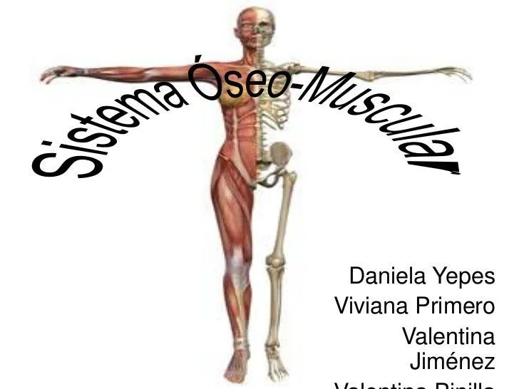 Sistema óseo muscular 2