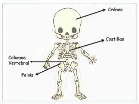 Imagenes infantiles del sistema esqueletico - Imagui Imagenes infantiles del sistema esqueletico - Imagui