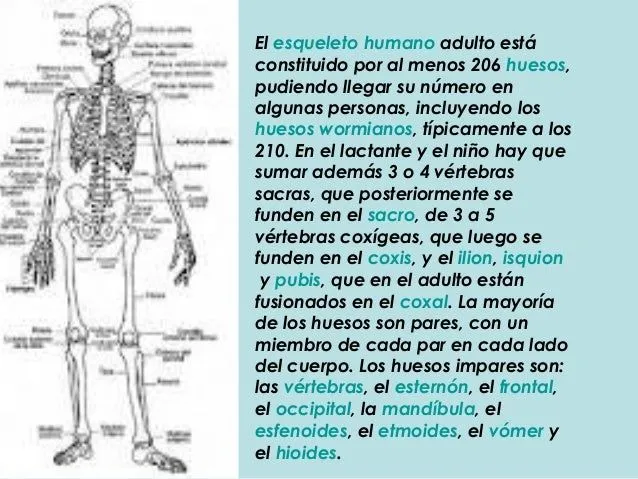 sistema-oseo-muscular-y- ...