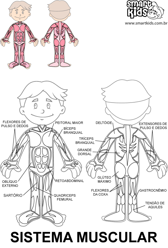 sistema oseo para niñ - Buscar con Google | CUERPO HUMANO ...