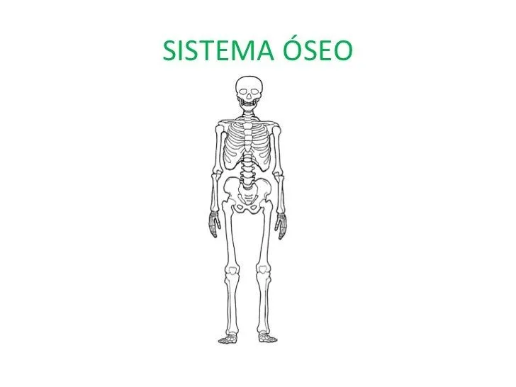 Sistema oseo y sus partes para inicial - Imagui