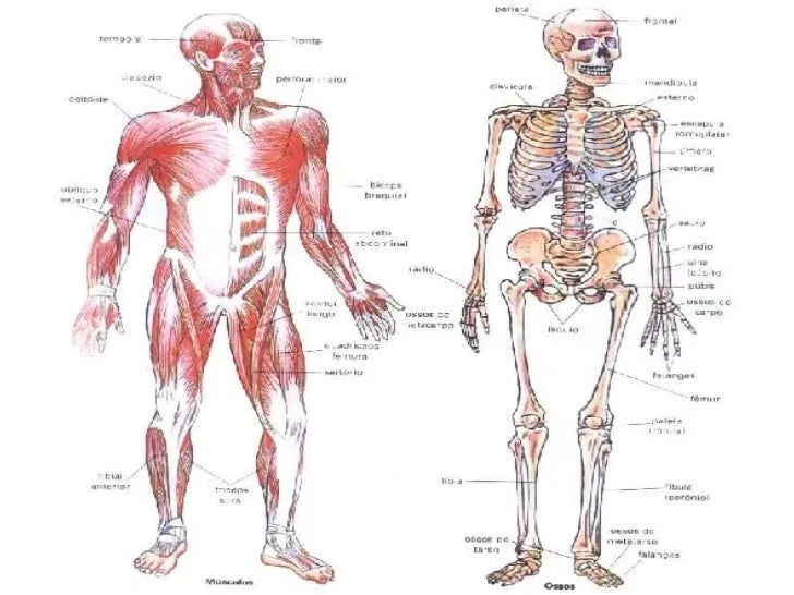 Sistema óseo y sistema muscular - Imagui