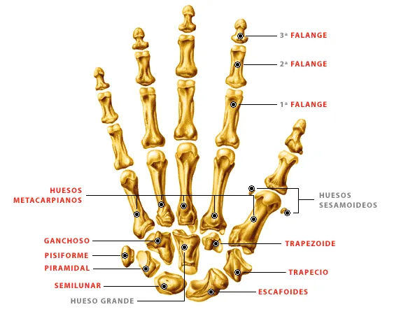 Articulaciones de la Mano | Anatomía