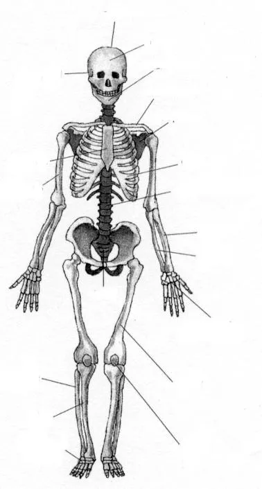 Sistema Oseomuscular: Sisitema Oseo 5º Primaria