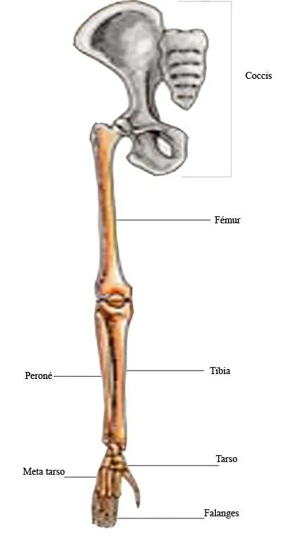 Sistema Osteo Artro Muscular