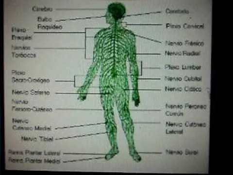 trabajo del sistema periférico UNAH - YouTube trabajo del sistema periférico UNAH - YouTube