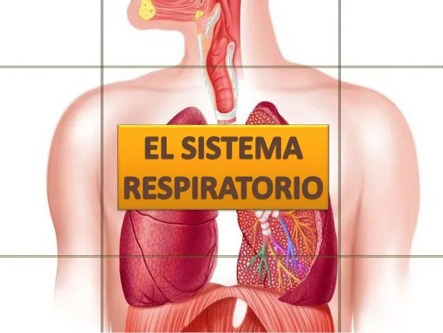 Sistema respiratorio