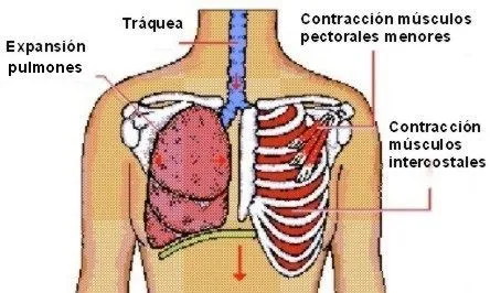 Sistema respiratorio