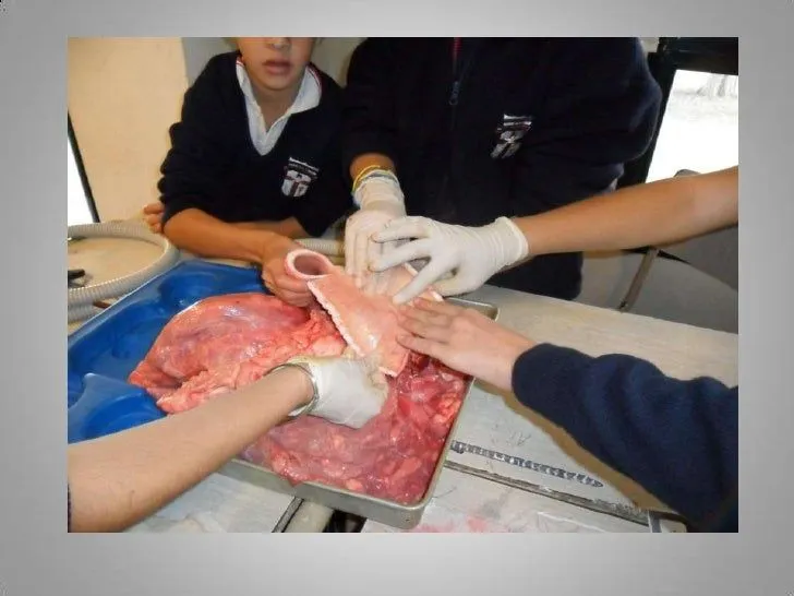 sistema-respiratorio-alicia- ...