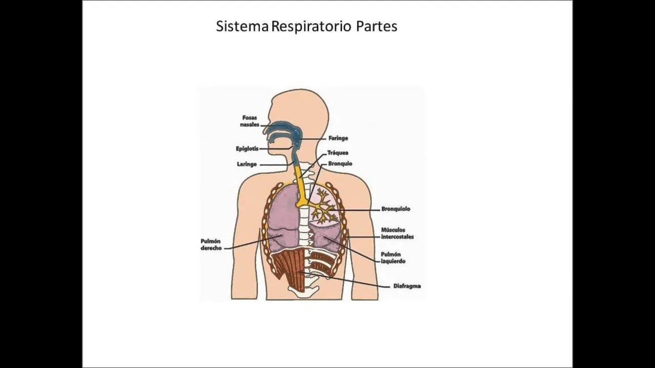 Sistema Respiratorio aprende todo de forma fácil y divertida. - YouTube Sistema Respiratorio aprende todo de forma fácil y divertida. - YouTube