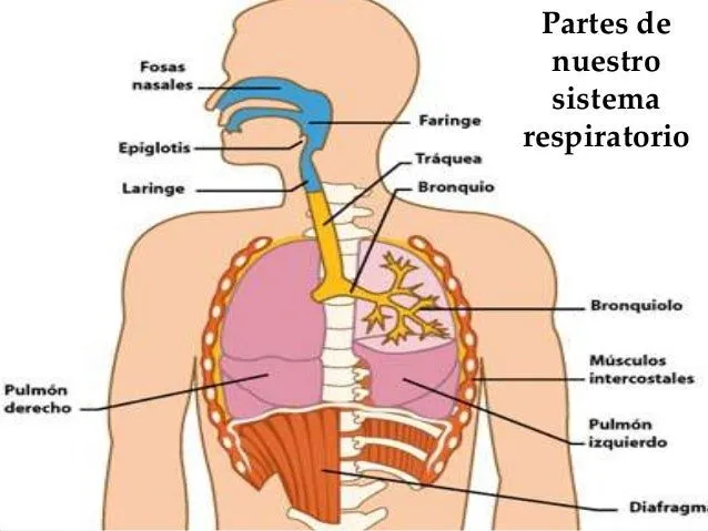 sistema-respiratorio-auura-3- ...