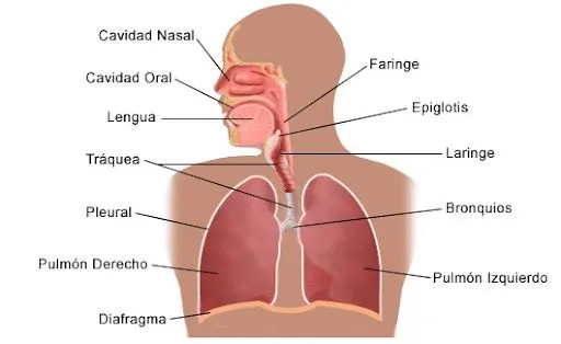 Que es el Sistema Respiratorio? ~ CIENCIA PARA TODOS