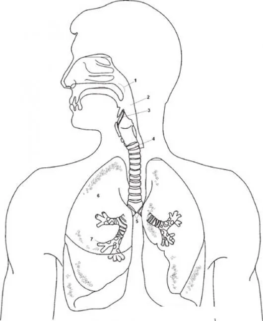 Sistema respiratorio para colorear - Cuerpo humano Sistema respiratorio para colorear - Cuerpo humano
