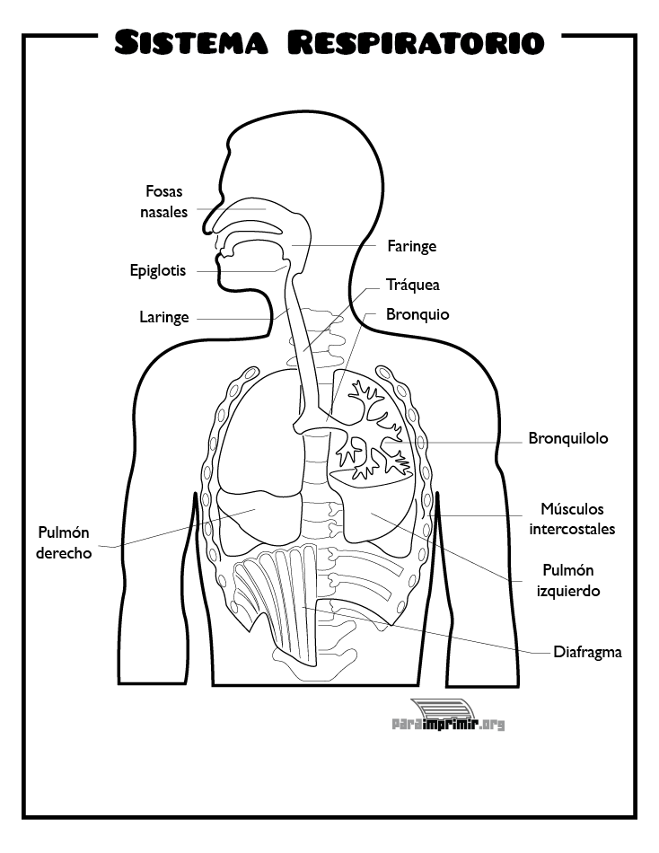 Sistema respiratorio para imprimir