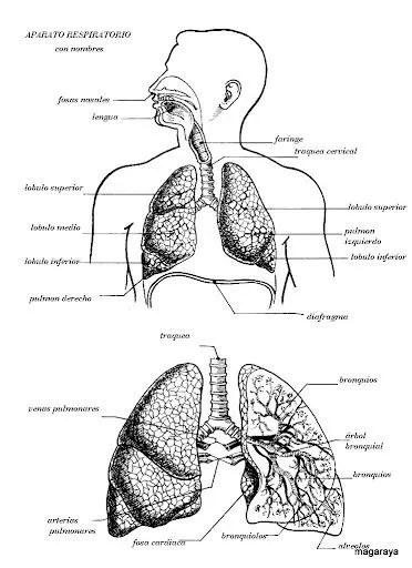 SISTEMA RESPIRATORIO PARA IMPRIMIR CON O SIN NOMBRE