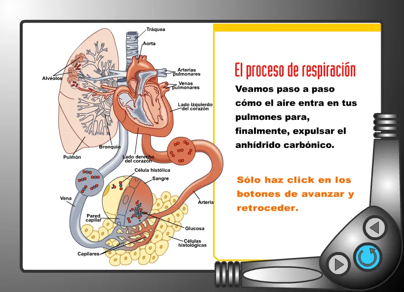 SISTEMA RESPIRATORIO | JUGANDO Y APRENDIENDO