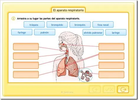 SISTEMA RESPIRATORIO | JUGANDO Y APRENDIENDO