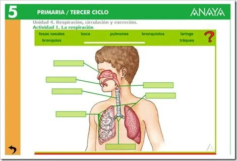 SISTEMA RESPIRATORIO | JUGANDO Y APRENDIENDO