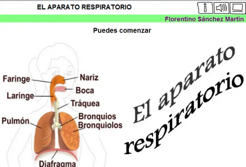 SISTEMA RESPIRATORIO | JUGANDO Y APRENDIENDO