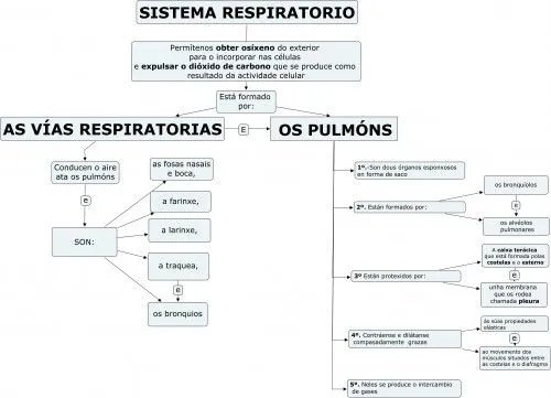 O SISTEMA RESPIRATORIO. MAPA CONCEPTUAL | JUGANDO Y APRENDIENDO