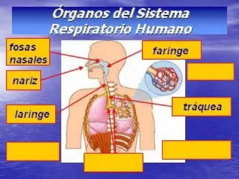 Sistema respiratorio. | Maquetas de los sistemas digestivos ... Sistema respiratorio. | Maquetas de los sistemas digestivos ...