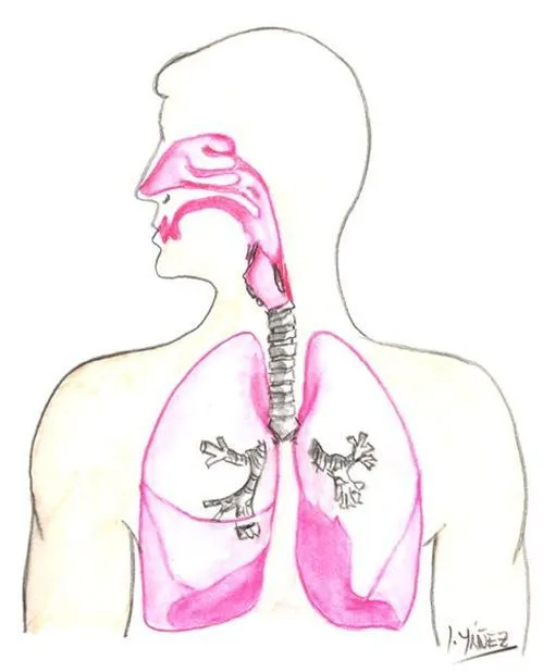 El aparato respiratorio | tubesalud.