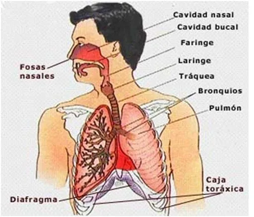El sistema respiratorio y sus partes - Imagui