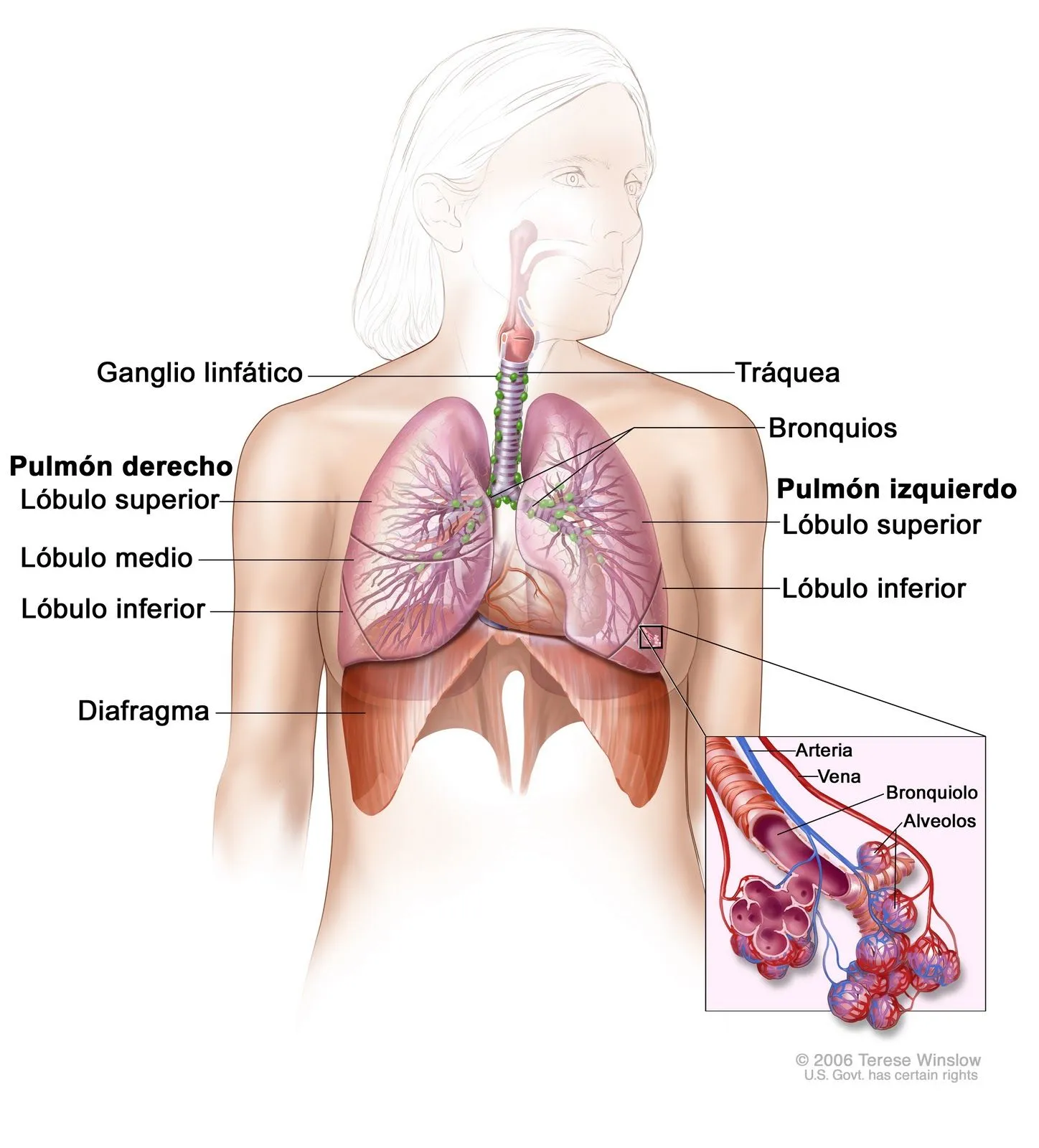 El sistema respiratorio y sus partes - Imagui