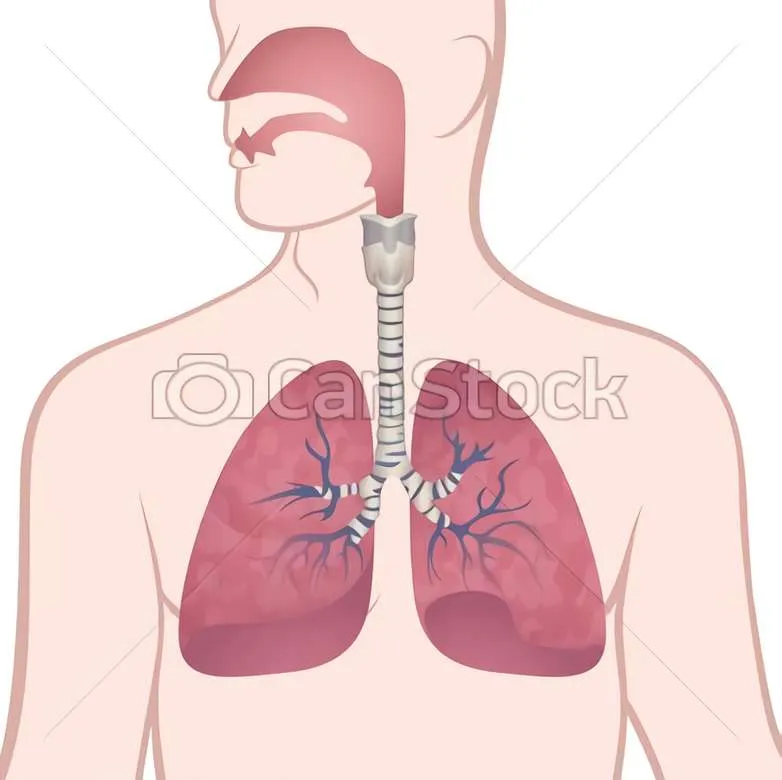 SISTEMA RESPIRATORIO - rompecabezas en línea SISTEMA RESPIRATORIO - rompecabezas en línea