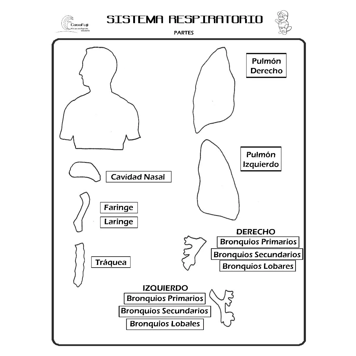 Sistema Respiratorio. Unicel Maqueta – Fuji Hands Sistema Respiratorio. Unicel Maqueta – Fuji Hands