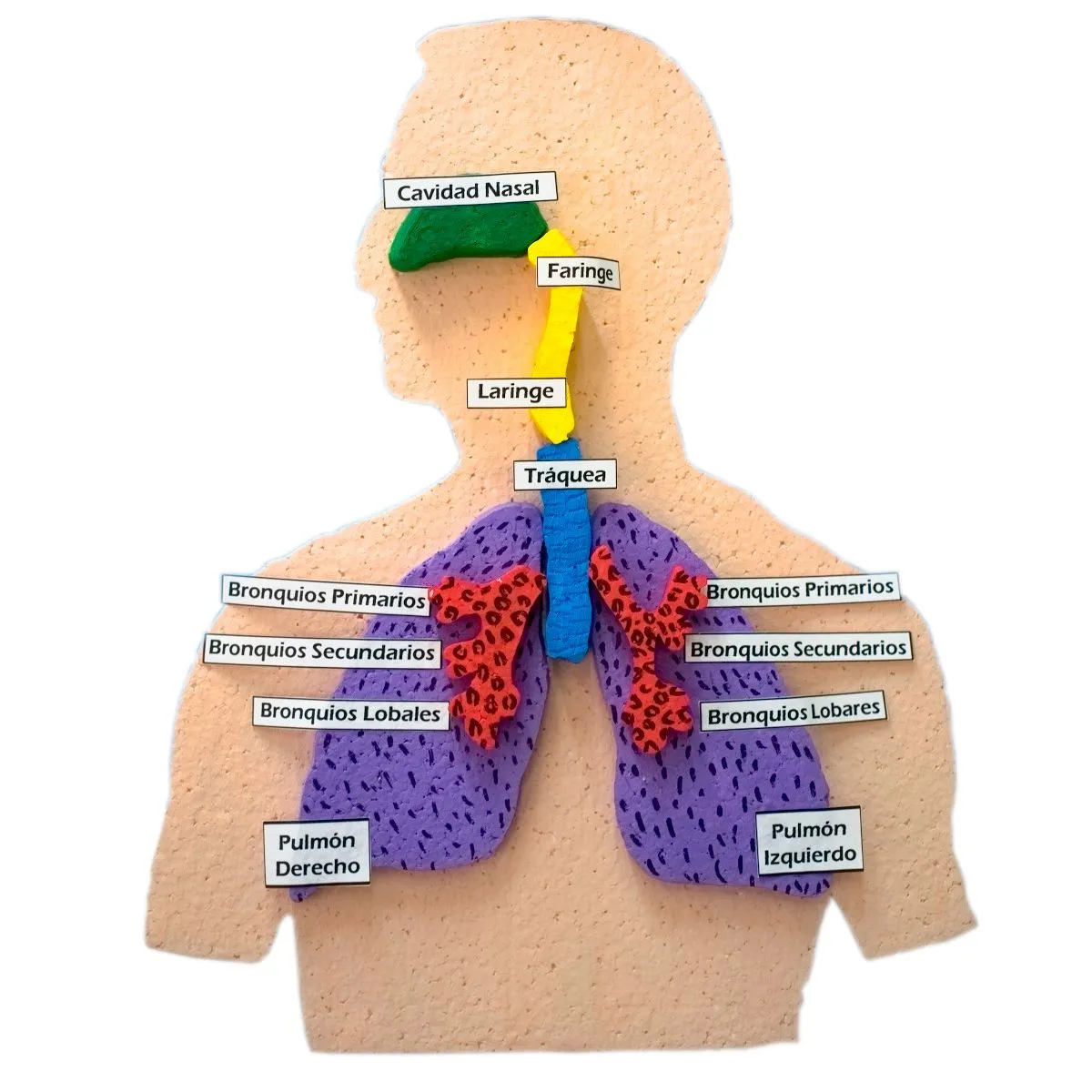 Sistema Respiratorio. Unicel Maqueta – Fuji Hands Sistema Respiratorio. Unicel Maqueta – Fuji Hands