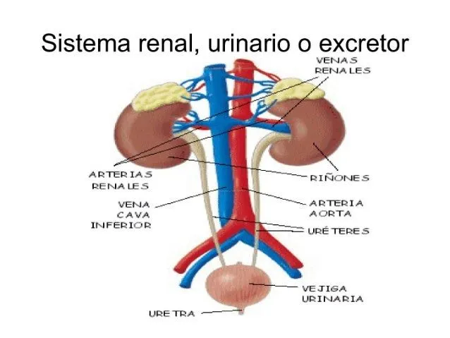 sistema-urinario-2-638.jpg?cb= ...