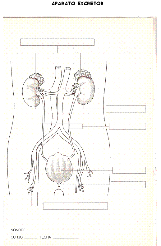 MIS COSAS DE MAESTRA*: La nutrición IV: EL APARATO EXCRETOR Y LA ...