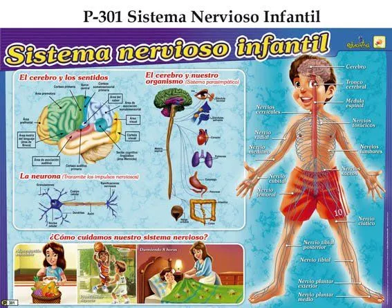 Sistema%2Bnervioso%2Binfantil.jpg