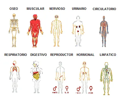 SISTEMAS Y APARATOS DEL CUERPO HUMANO: SISTEMAS Y APARATOS DEL ...