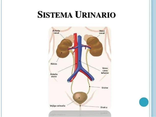 Sistemas del cuerpo humano