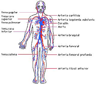 sistemas del cuerpo humano: Sistema circulatorio