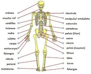 Sistemas del Cuerpo Humano: Sistema óseo