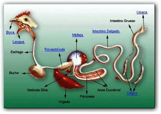 Sistemas Digestivo, Respiratorio, Circulatorio y Excretor de las ...