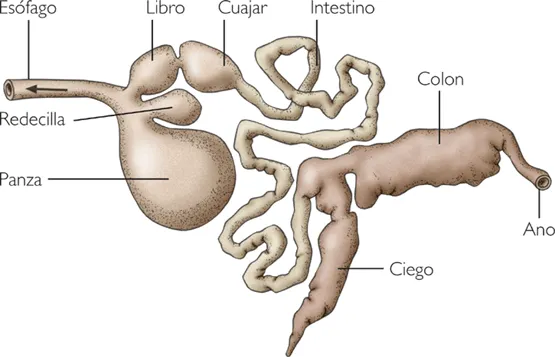 Sistemas Digestivo, Respiratorio, Circulatorio y Excretor de las ...