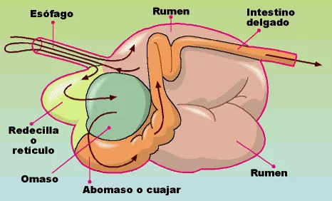 Sistemas Digestivo, Respiratorio, Circulatorio y Excretor de las ...